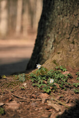 White flowers in the forest. Sunlight on fresh sapling near tree trunk log.