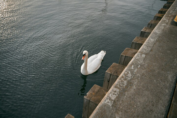 Mute swan swimming in the lake. Birdwatching in Europe. Water water bird on a lake