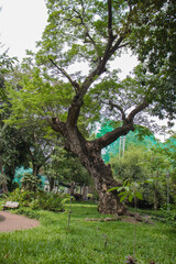 a tree in park