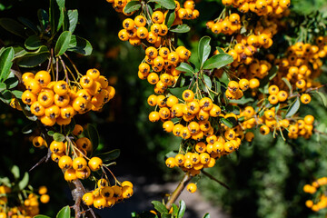 Small yellow and orange fruits or berries of Pyracantha plant, also known as firethorn in a garden in a sunny autumn day, beautiful outdoor floral background photographed with soft focus.