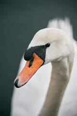 Close up photo of mute swan. Macro shot of swimming bird with detailed eyes, feather and pecker.