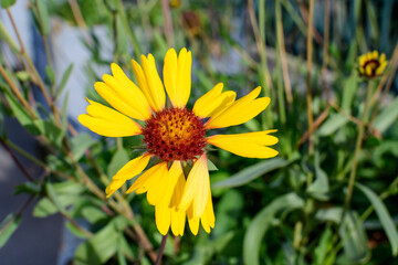 One vivid yellow and orange Gaillardia flower, common known as blanket flower,  and blurred green leaves in soft focus, in a garden in a sunny summer day, beautiful outdoor floral background.