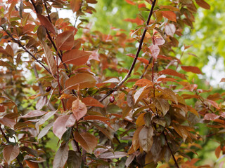 Prunus cistena | Zwerg-Blutpflaume oder Sand-Kirsche mit dunkelrot und dunkelgrün, leicht...
