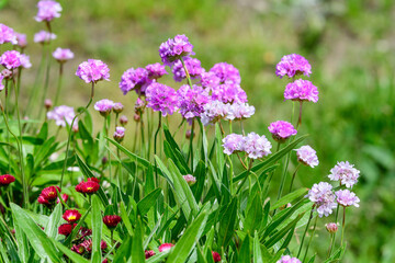 Close up of small vivid pink flowers of Armeria maritima plant, commonly known as thrift, sea thrift or sea pink on a seaside in a sunny summer day in Scotland, beautiful outdoor floral background.