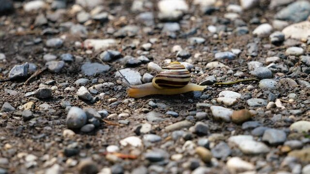 「GartenSchnirkelschnecke」の写真素材 180件の無料イラスト画像 Adobe Stock