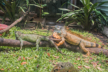 iguana lies in the sun 