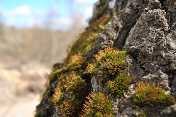 moss on bark