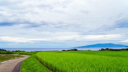 佐渡島の青々とした稲が生い茂る棚田と日本海