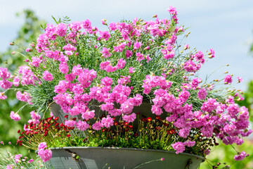 Many small vivid pink flowers of Dianthus carthusianorum plant, commonly known as Carthusian pink in a British cottage style garden in a sunny summer day, beautiful outdoor floral background.