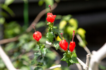 凜々しく可愛いヒメフヨウ花