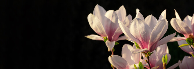 Obraz na płótnie Canvas Magnolia tree branch with white purple blooming close up garden spring time on black background, floral nature dark moody. Tender pink flowers petals in sunlight Website design header banner wallpaper