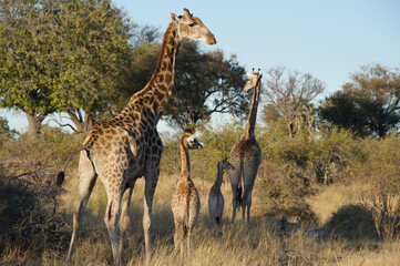 giraffe family in the savannah