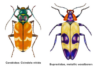 Set of 2 colorful beetles. Watercolor bugs collection. Hand painted insect isolated on white background.