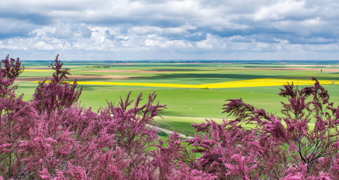 Arbusto colorido y llanura cultivada de Castilla y Le&oacute;n en la provincia de Valladolid, Espa&ntilde;a