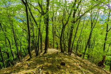 新緑の登山道