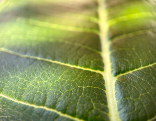 Leaf texture lush green leaves, patterns nature isolated