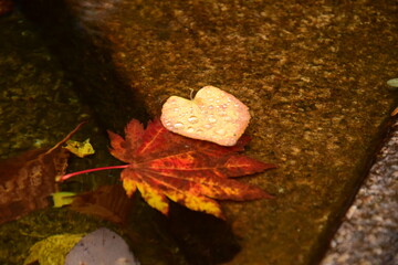 雨と紅葉
