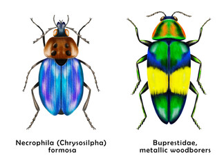 Set of 2 colorful beetles. Watercolor bugs collection. Hand painted insect isolated on white background.