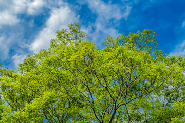 Fototapeta premium 新緑と青空