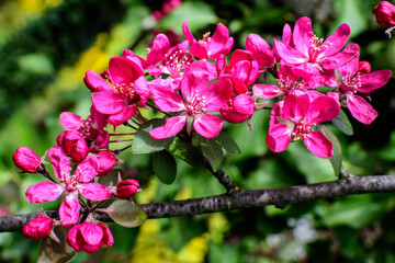 Branch with many vivid decorative red crab apple flowers and blooms in a tree in full bloom in a garden in a sunny spring day, beautiful outdoor floral background photographed with soft focus.