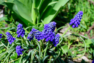 Close up of a group of fresh small blue flowers of Muscari neglectum or common grape hyacinth in a garden in a sunny spring day, floral background photographed with selective focus.