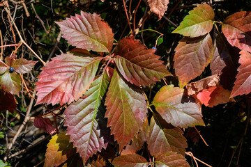 Minimalist monochrome background with many large red and green leaves o  Parthenocissus quinquefolia plant, known as Virginia creeper, five leaved ivy or five-finger, in a garden in a sunny autumn day
