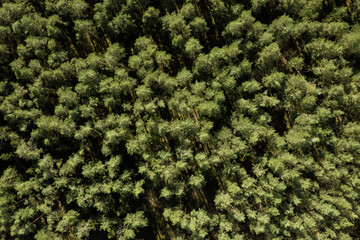 Aerial drone top view of a green pine wood forest during sunset with nice tree shadows