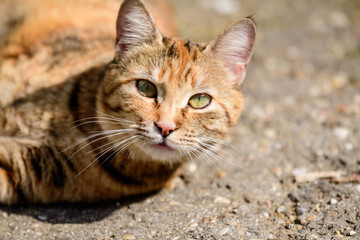 One delicate yellow and orange stray cat on sand on a garden alley with green grass as blurred background, in a sunny spring day.