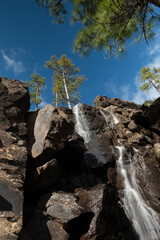 the cascade and the pine