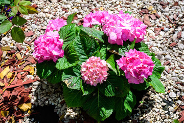 Magenta pink hydrangea macrophylla or hortensia shrub in full bloom in a flower pot, with fresh green leaves in the background, in a garden in a sunny summer day.