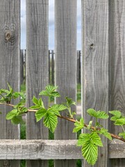 A branch of a raspberry bush in early spring. Against the background of a wooden plank fence. Garden and vegetable garden concept.