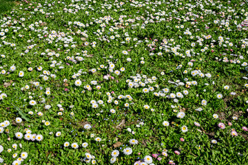 Obraz na płótnie Canvas Delicate white and pink Daisies or Bellis perennis flowers in direct sunlight, in a sunny spring garden, beautiful outdoor floral background.