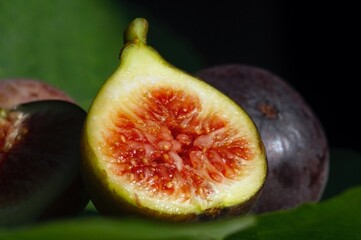 Close up of fresh ripe Tin fruits, Fig fruits, in shallow focus. The Scientific name of this fruits is Ficus carica, a species of flowering plant in the mulberry family, known as the common fig