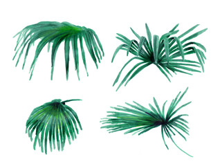 Set of tropical palm leaves. Botanical watercolor illustrations of the jungle, floral elements. Collection of exotic palm leaves isolated on a white background. Beautiful illustration for textiles.