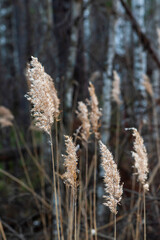 Landscape sunlight on the field, champagne set sail. Dry beige reeds at sunset. Trend of 2021.