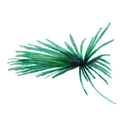  single tropical palm leaf. Botanical watercolor jungle illustration, floral elements. exotic palm leaf, isolated on a white background. Beautiful illustration for textiles