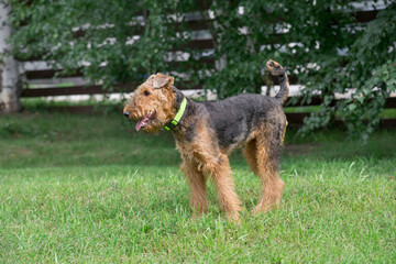 Cute airedale terrier is standing on a green grass in the summer park. Pet animals. Purebred dog.