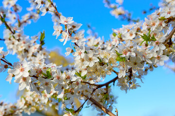 Cherry plum blossoms against the blue sky