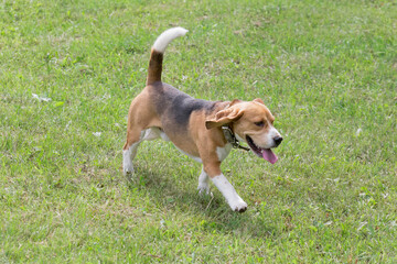 Cute english beagle is walking on a green grass in the summer park. Pet animals. Purebred dog.