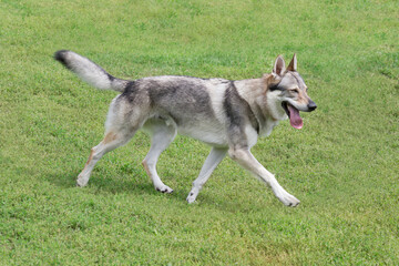 Naklejka na ściany i meble Czechoslovak wolfdog is running on a green grass in the summer park. Pet animals. Purebred dog.