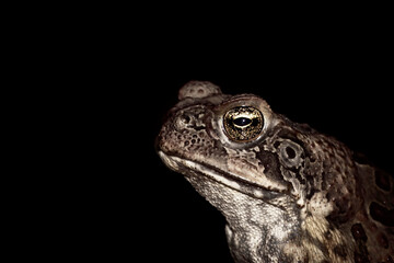 Cane Toads are an introduced pest to Australia and is a native to South and mainland Central America. Also known as Marine toad. Nature concept.