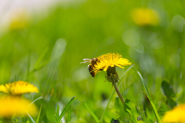 Bee