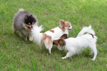 Cute continental toy spaniel puppy, pomeranian spitz puppy and chihuahua puppy are playing on a green grass in the summer park. Pet animals. Purebred dog.