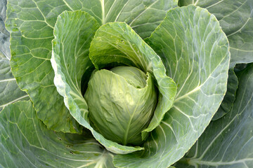 Obraz premium White cabbage. Large green cabbage leaves are rolled into a head of cabbage. Ripening vegetables in the garden.