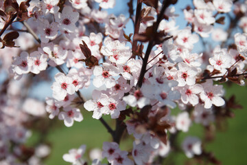 Pink flowers in bloom on a Plum tree with red leaves, in a natural spring background