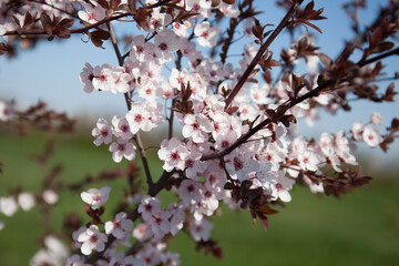 Pink flowers in bloom on a Plum tree with red leaves, in a natural spring background