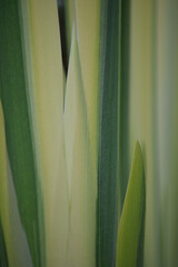 Flag iris within a garden pond