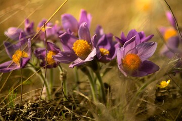 purple crocus flowers
