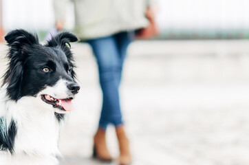 Close-up of a seated border collie, with its owner in the background out of focus.