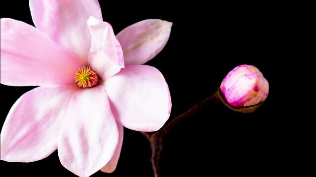 Time Lapse of Magnolia flower blooming. Opening beautiful flower buds. Pink Flowering Magnolia Blossom. Magnolia opening on Black background. 